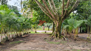 Lote en Venta - Zona Rural | Ibague, foto 4